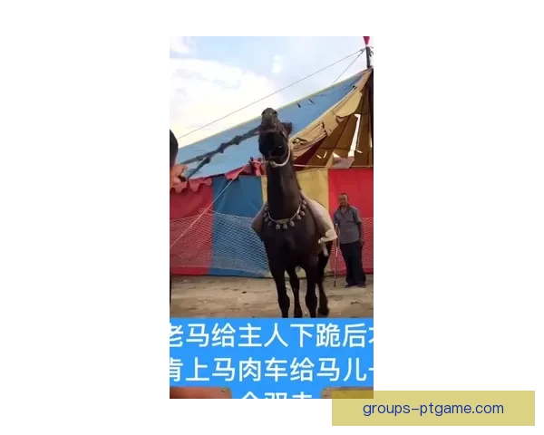 看完这个马索林小集锦你就知道他的真实水平有多高令人期待的未来表现